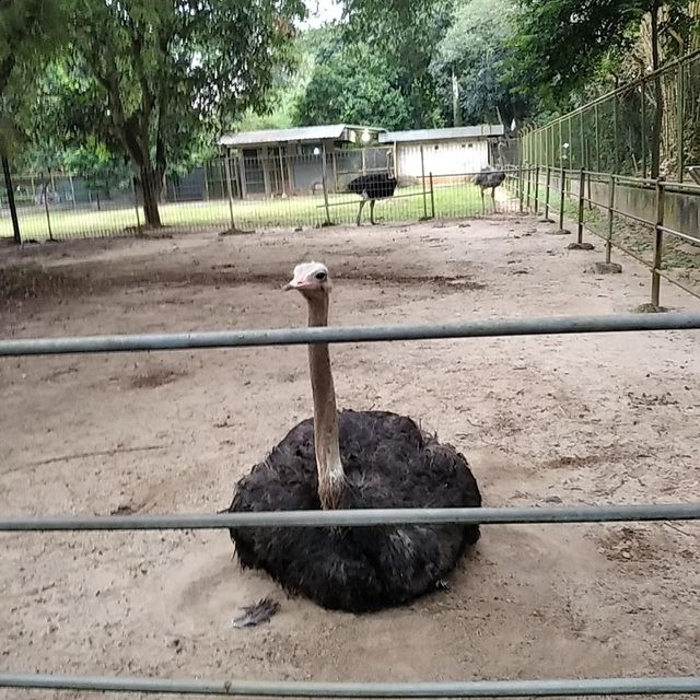 Ostrich sit on the sand