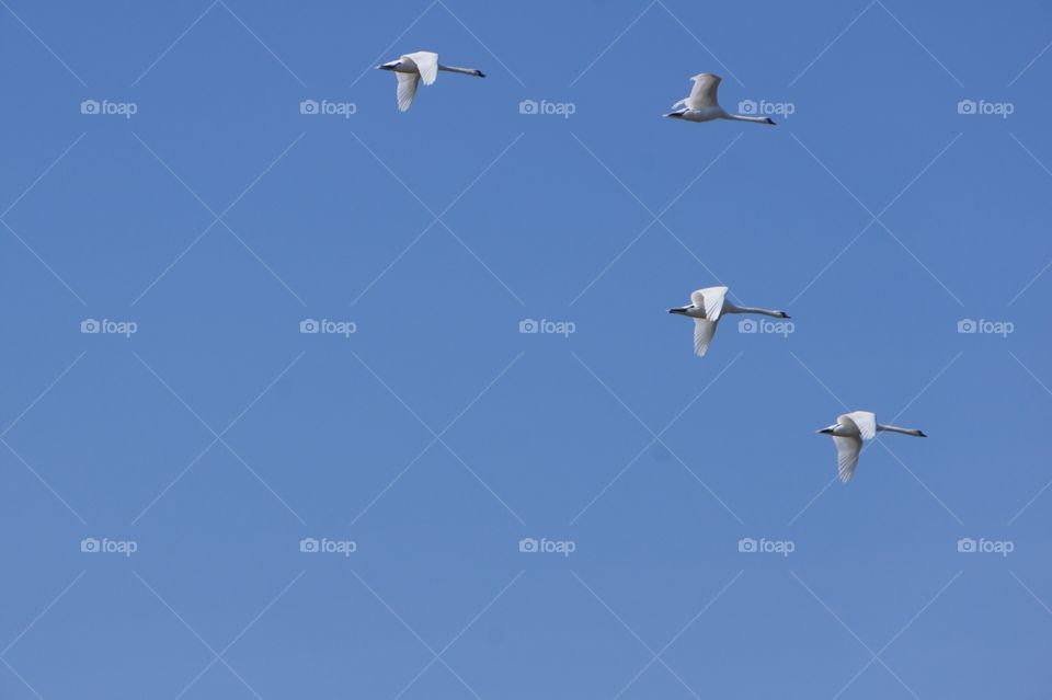 Flock of goose
