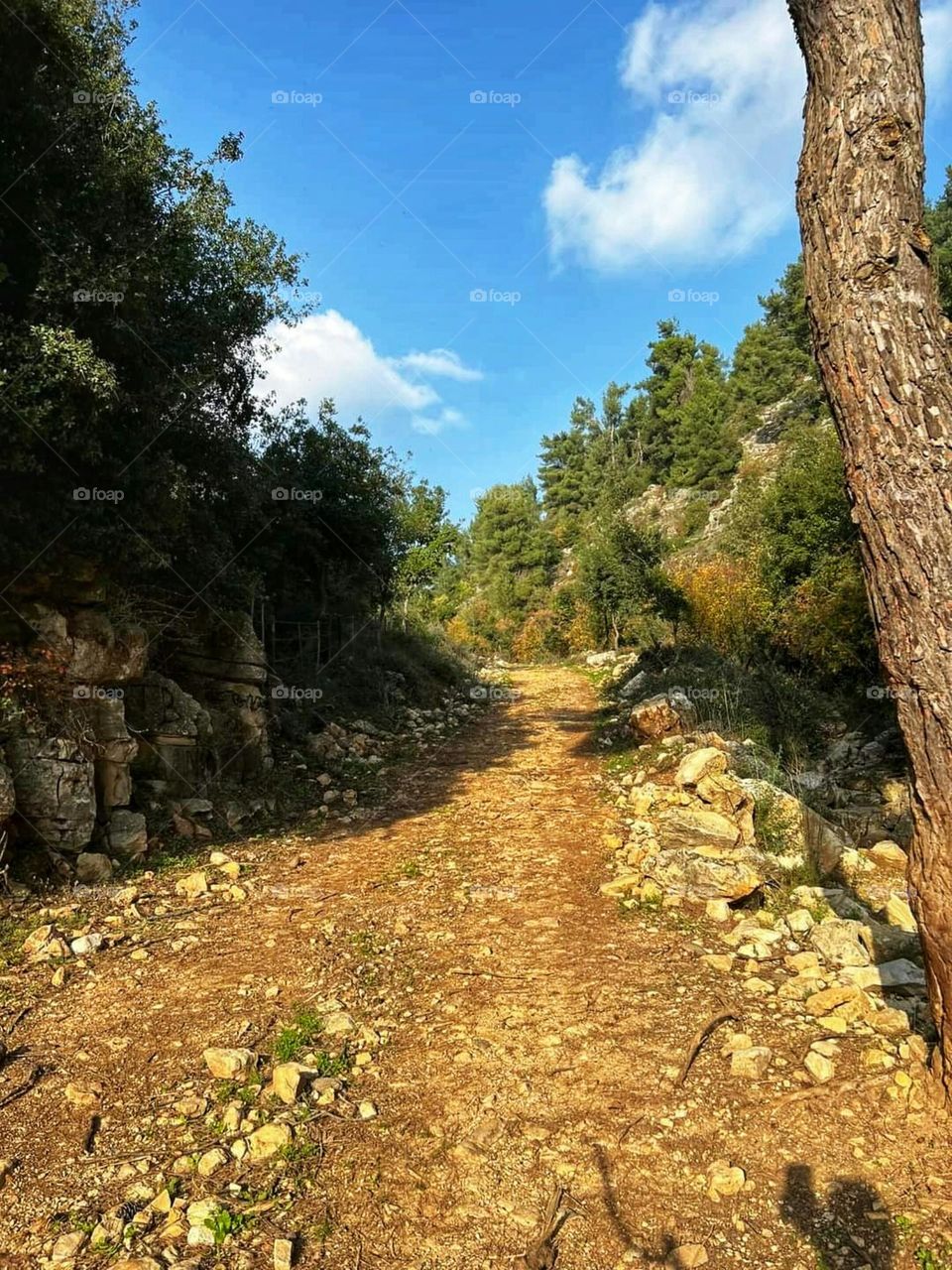 The beauty of nature, the city of Safed, northern Palestine