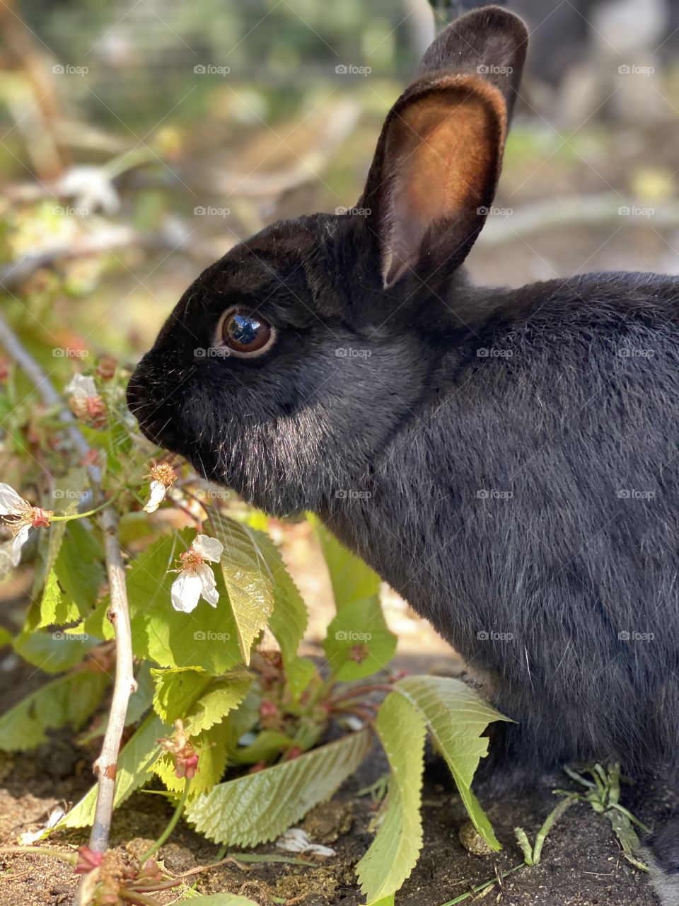 Rabbit black cute home