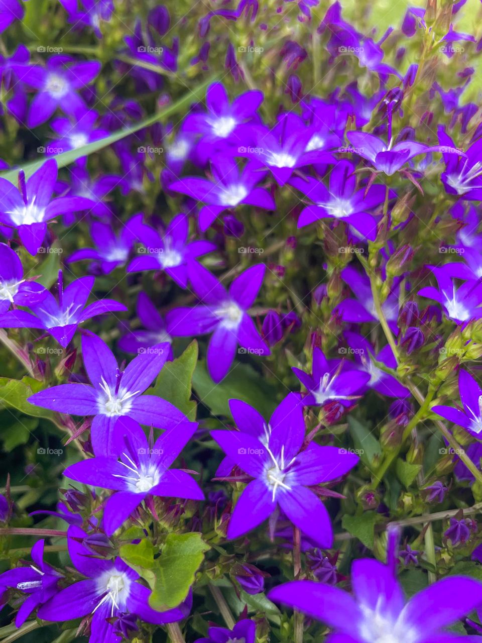 Flowerbed full of purple blossom campanula flowers.