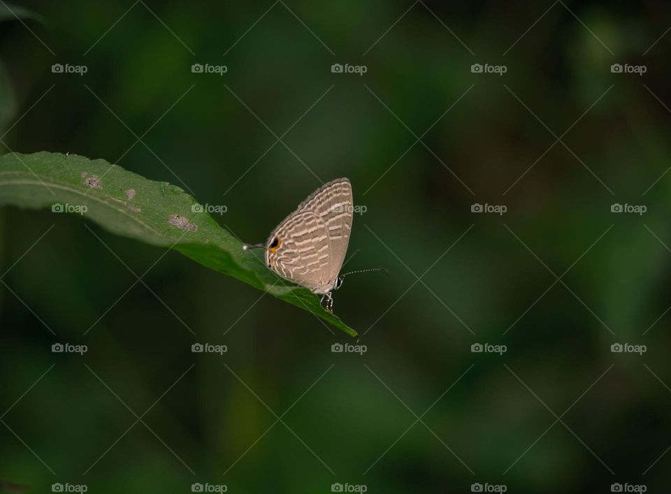 beautiful butterfly sitting on leaf