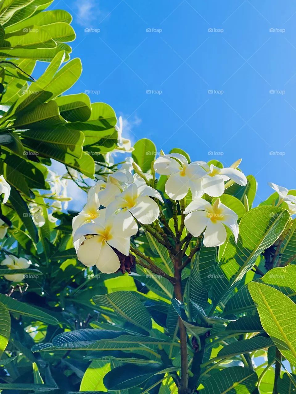 Plumerias