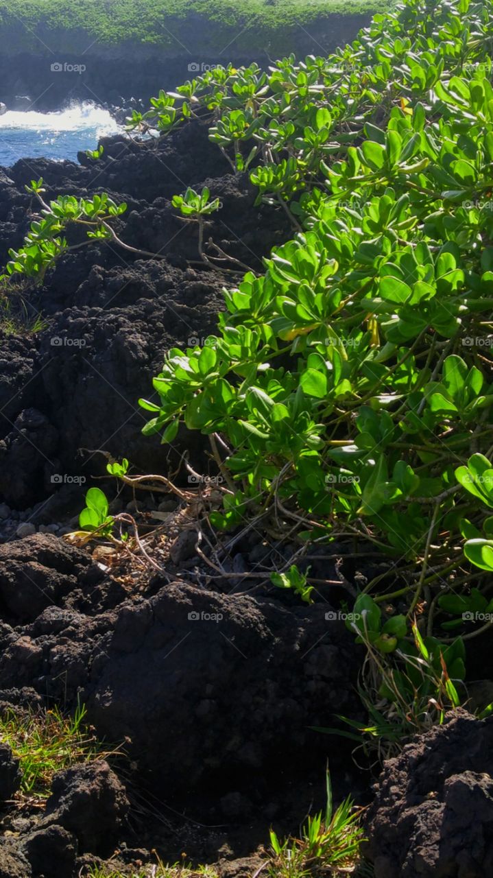 green plants growing on lava rocks by the sea