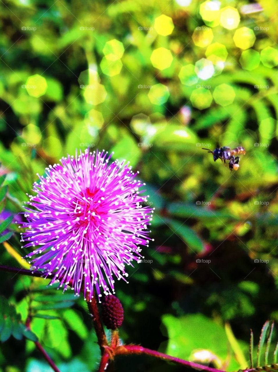 Close-up of flower