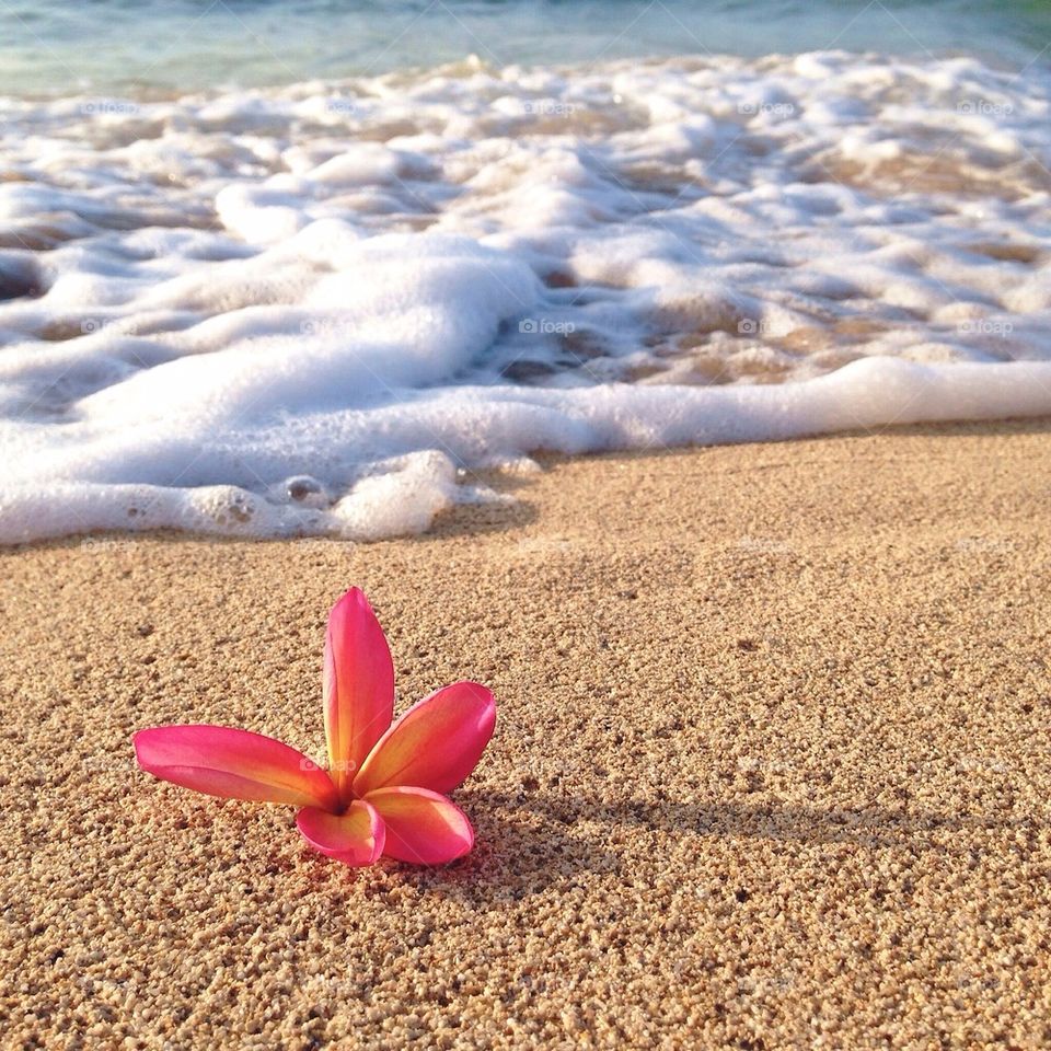 Plumeria on a Beach