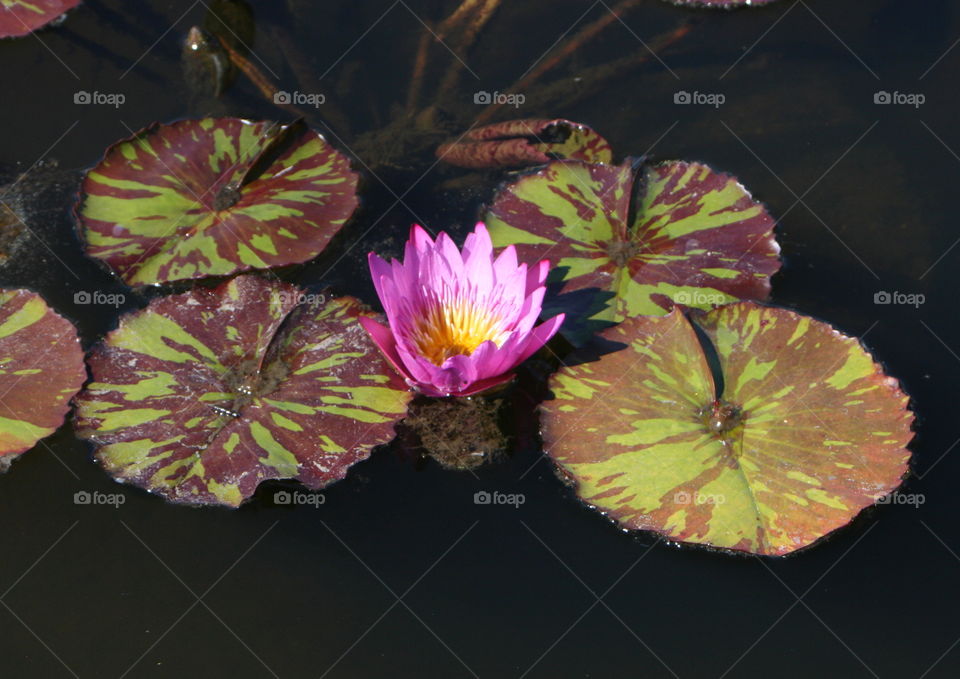 Tropical water lily on water