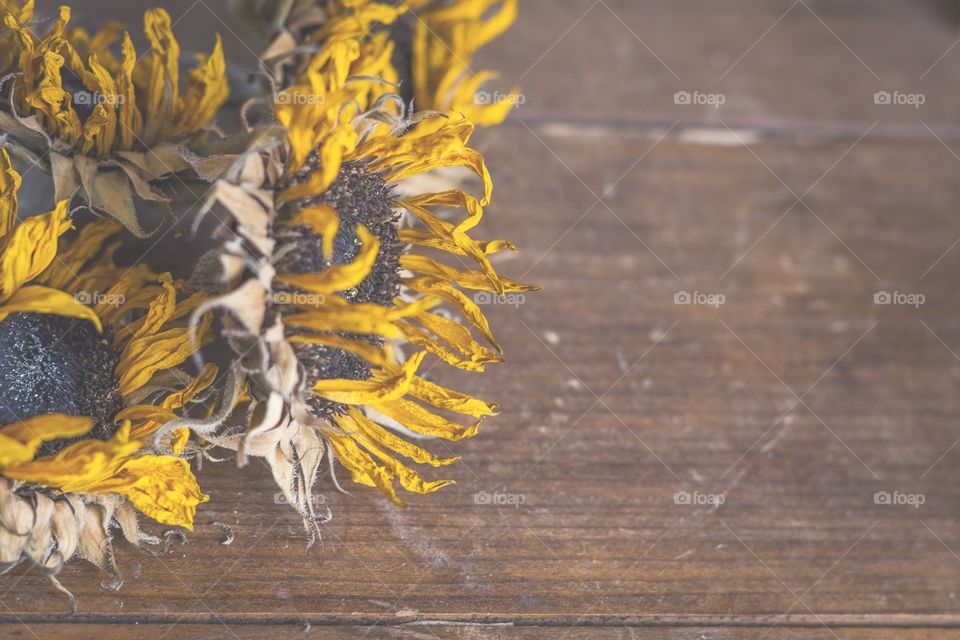 Dried sunflowers