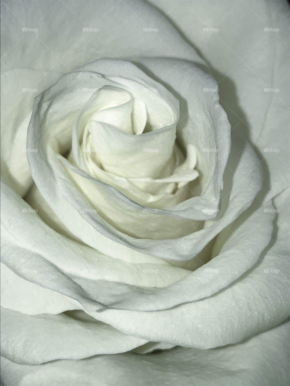 White Rose 
