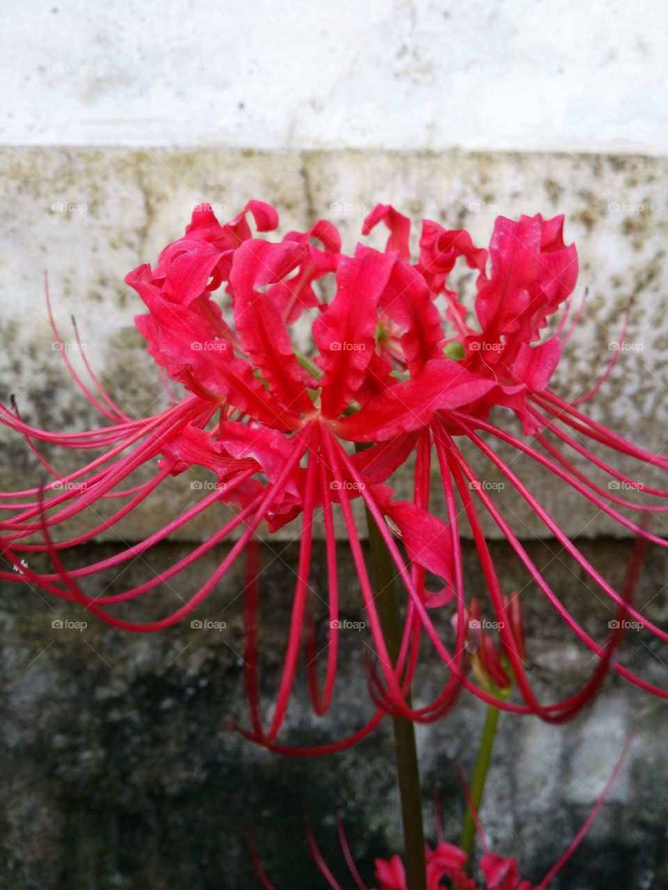 spidery flower