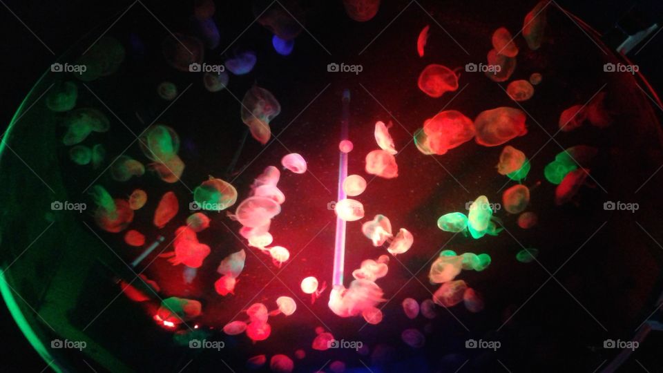 Illuminating Nature. The illuminated Jellyfish in the Cleveland Aquarium