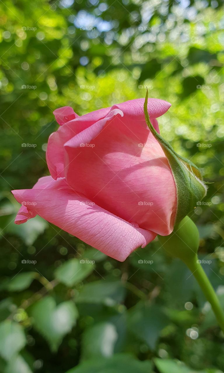 pink rose