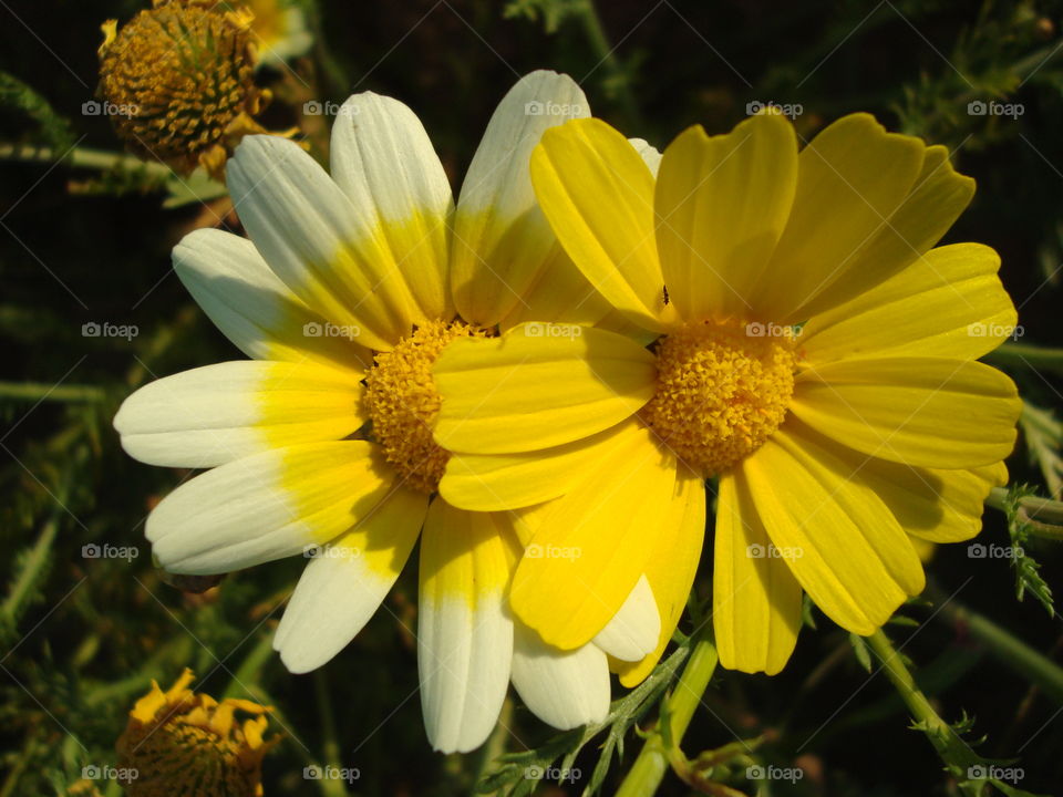 Pictures in algéria.