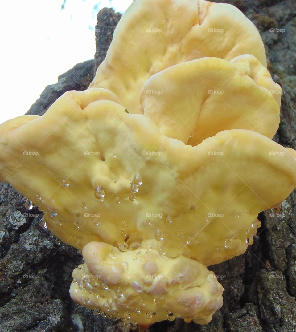 yellow fungus growing from a tree in the woods of Fair Oaks California