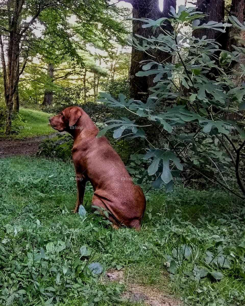 Doberman mastiff cross on watch