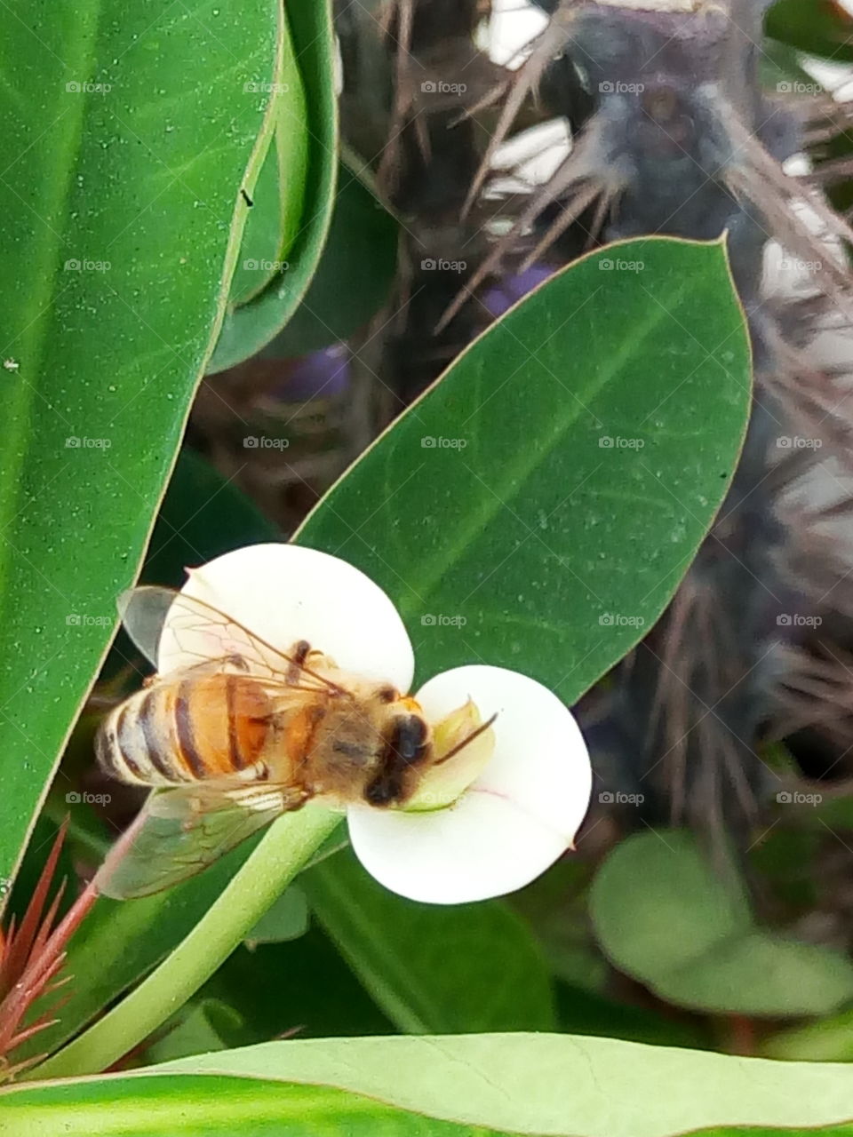 hunting bee at work