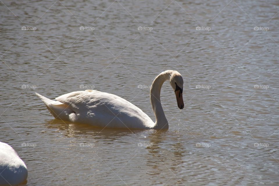 swans on the lake