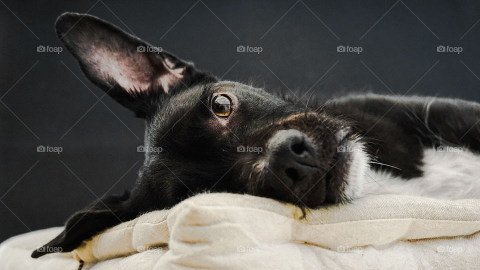 Cute dog looking at camera whilst lying down.