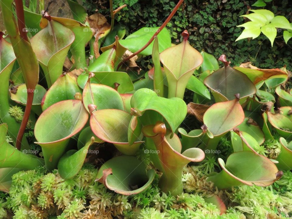 Marsh pitcher plant