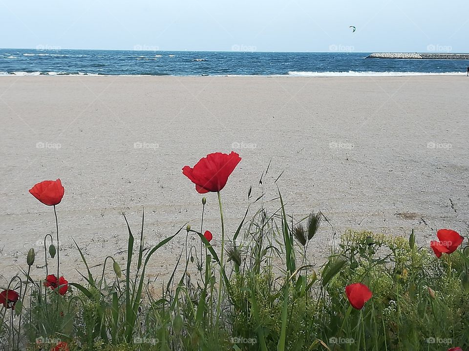 Sea, sand, landscape, green, grass, beautiful, nature, red