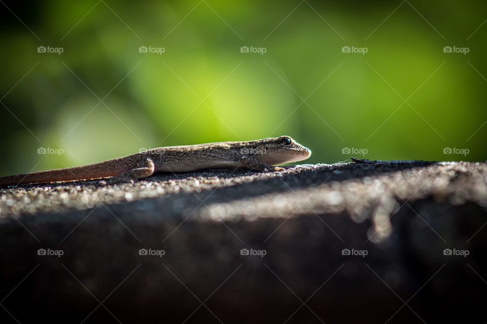 small lizzard in the sun on a wall