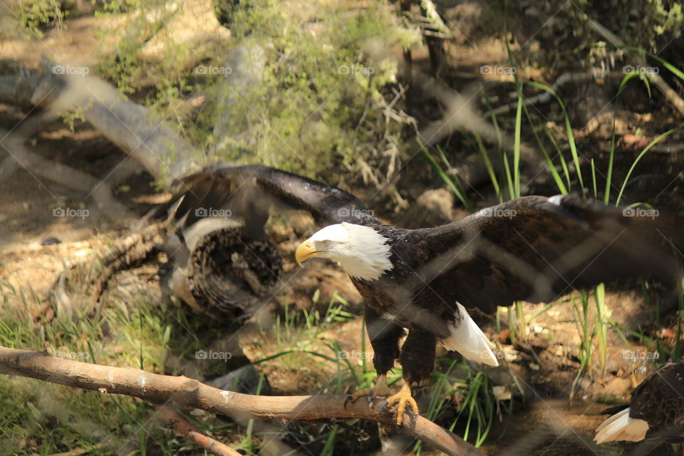 Fine feathered  friends