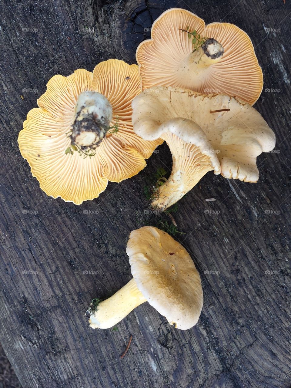 chantrelle mushrooms