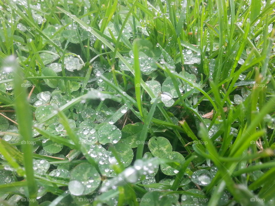 clover in the rain this afternoon, smelt like summer