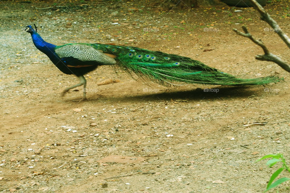 peacock