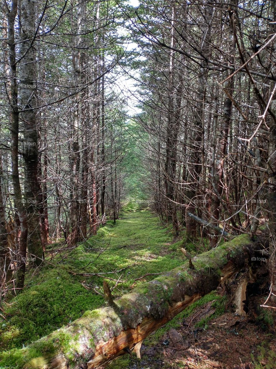 Forest path