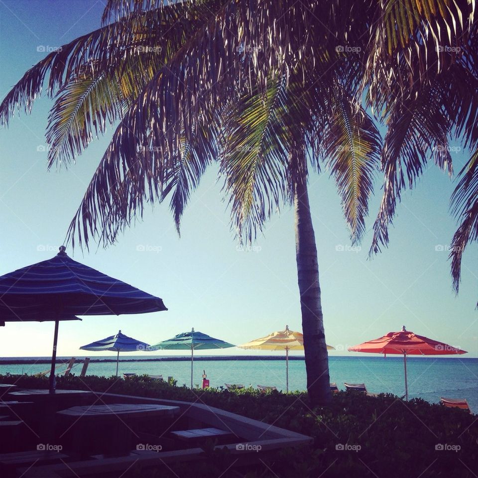 palmtrees in paradise