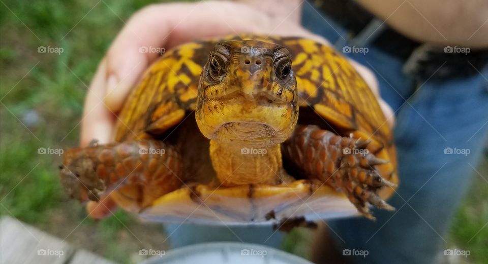 box turtle