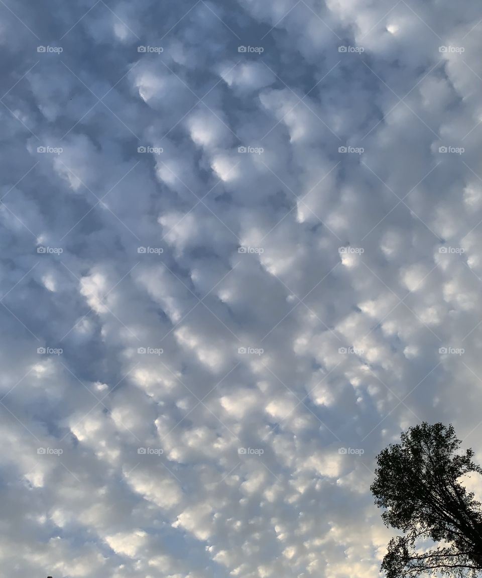 Lovely clouds when dusk is approaching. Sky blue, fluffy, wavy, leaves, nature’s beauty.