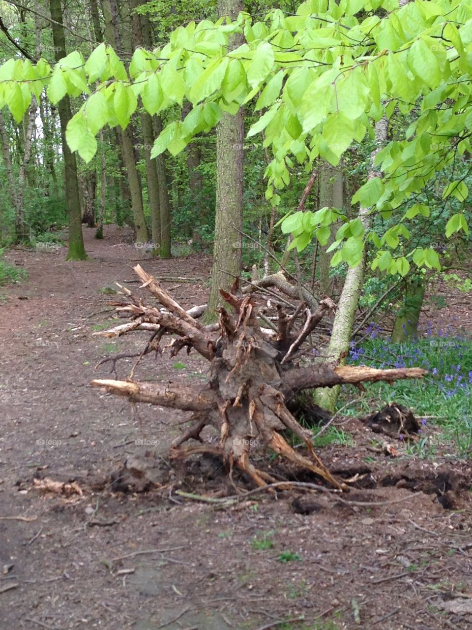 Tree stump