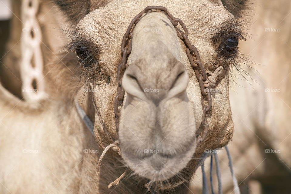 Cute camel, closeup portrait