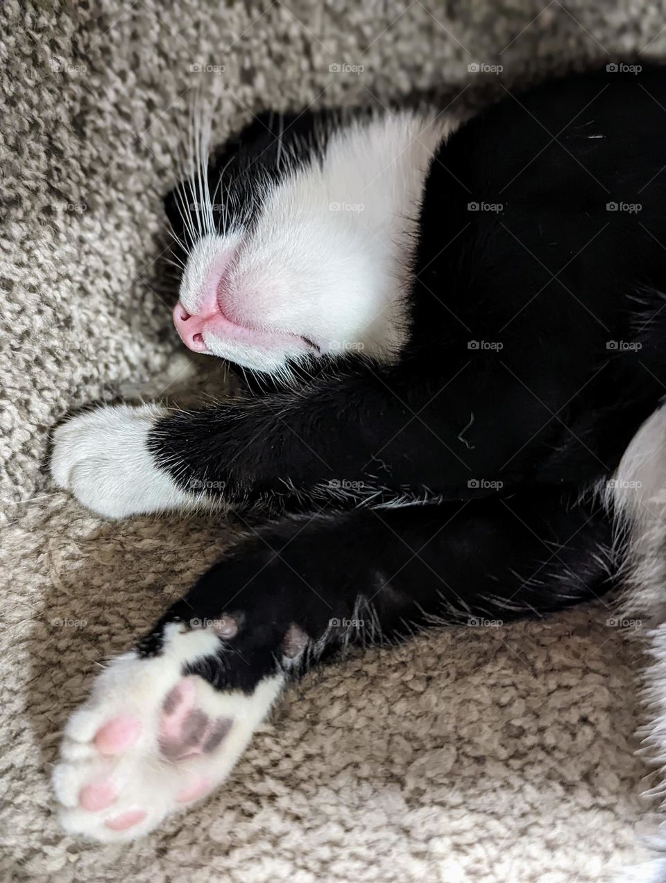 Every day is Caturday