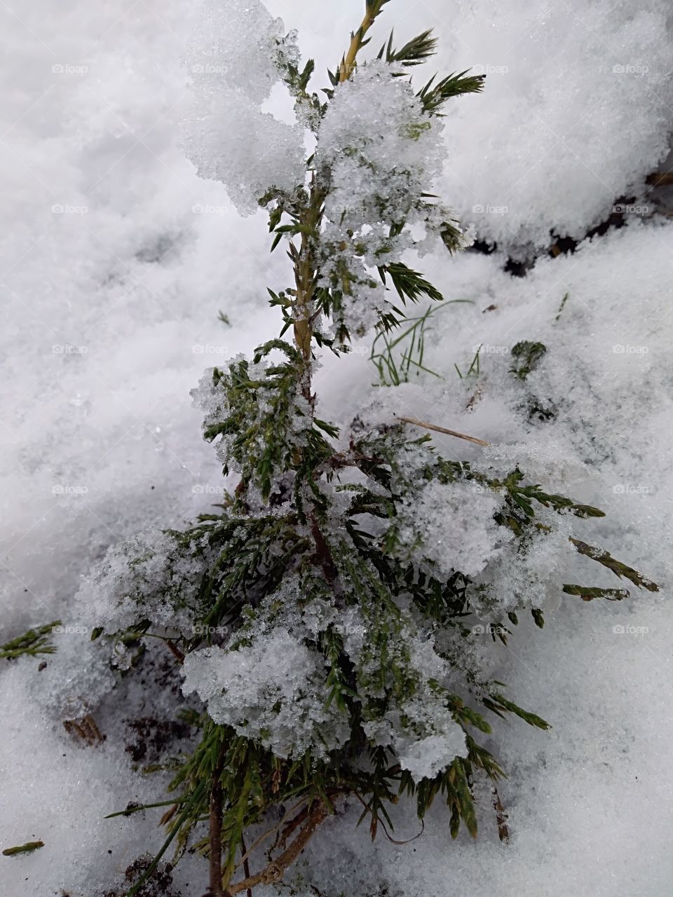 little Christmas tree under snow