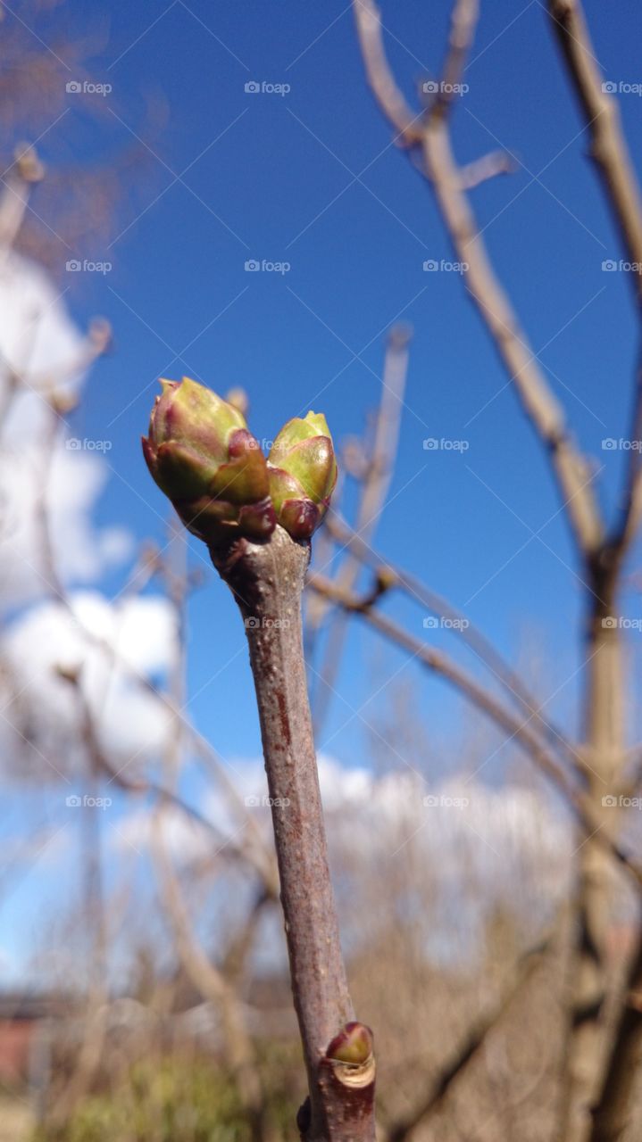 lilac bud. lilac bud