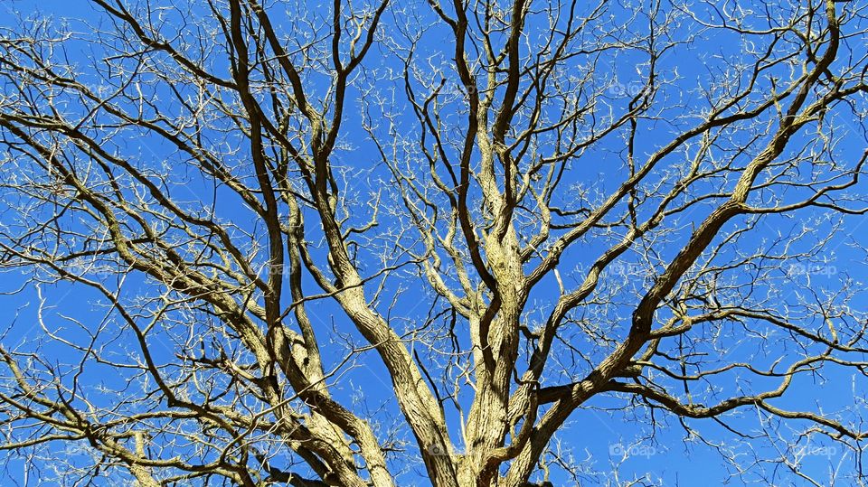 Contrast of rare sky and tree