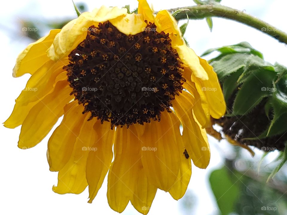 Wilting yellow sunflower on a saharan white dust sky day after a light rain