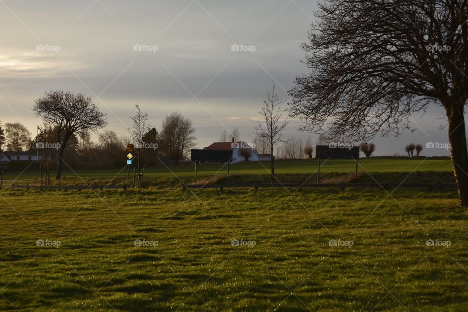 Tree, Landscape, Dawn, Grass, Light