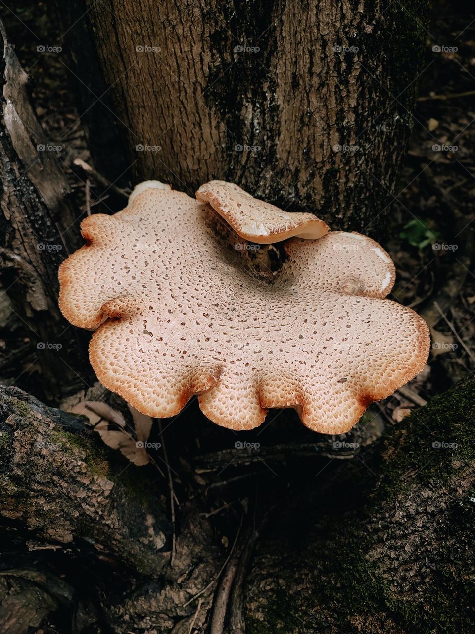 Giant wild mushrooms Dryad’s saddle, Pheasant’s back mushroom, scaly polypore, Polyporus squamosus, Cerioporus squamosus on the tree trunk