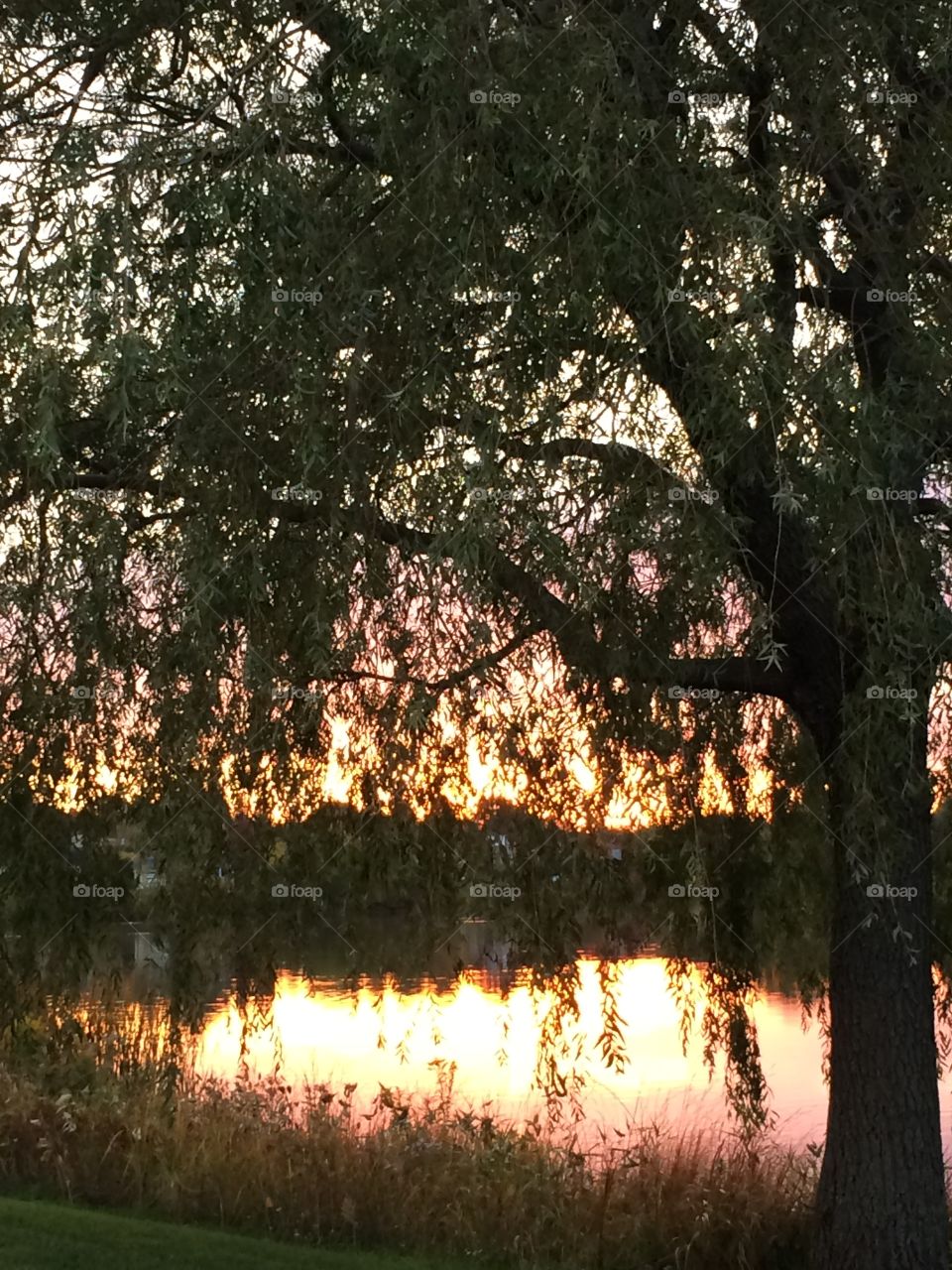 Willow tree by the lake