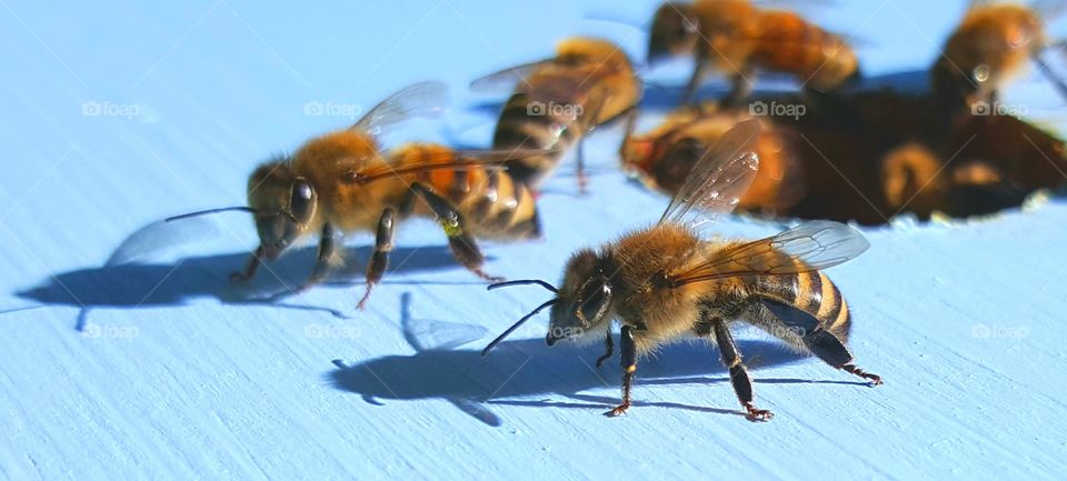 honeybees staging
