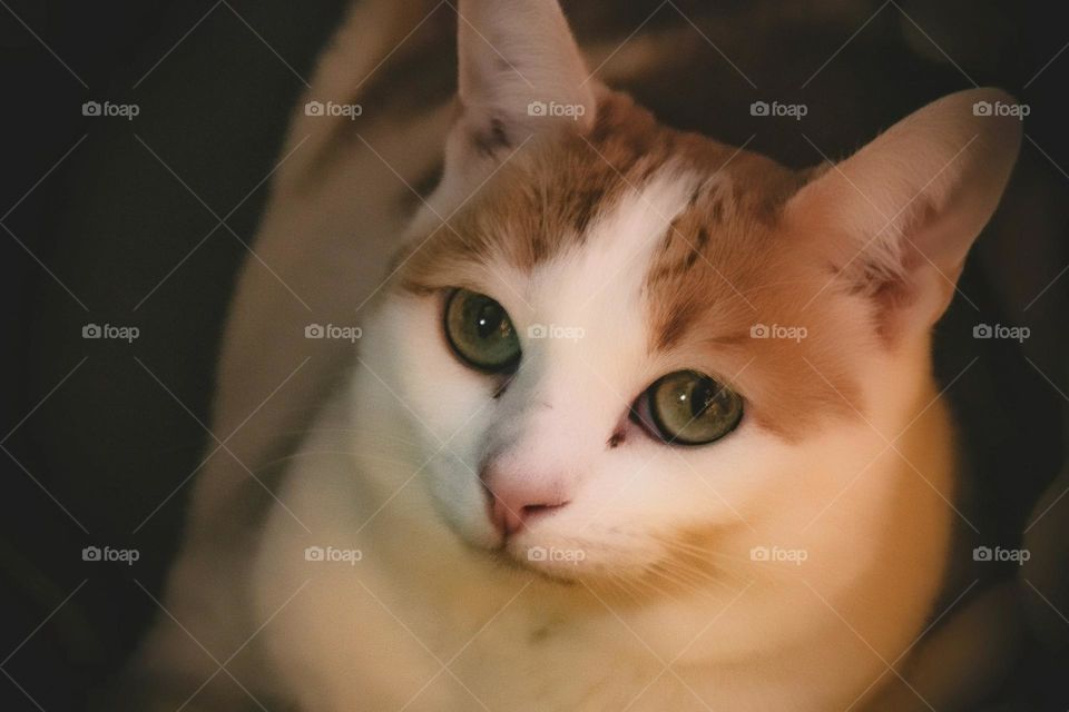 A photograph of Ginger the kitty while she is curled up in the low light near the Christmas tree.