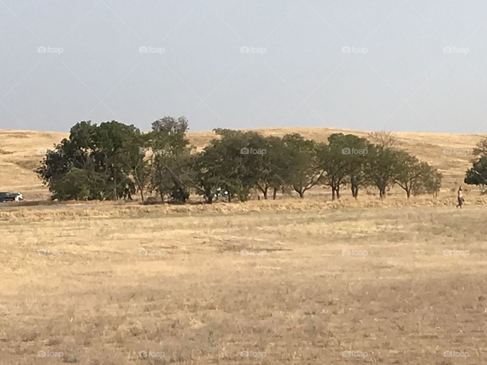 A group of trees from a distance.