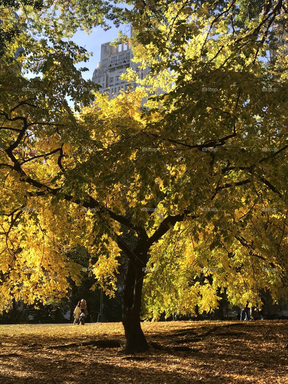 CENTRAL PARK FALL