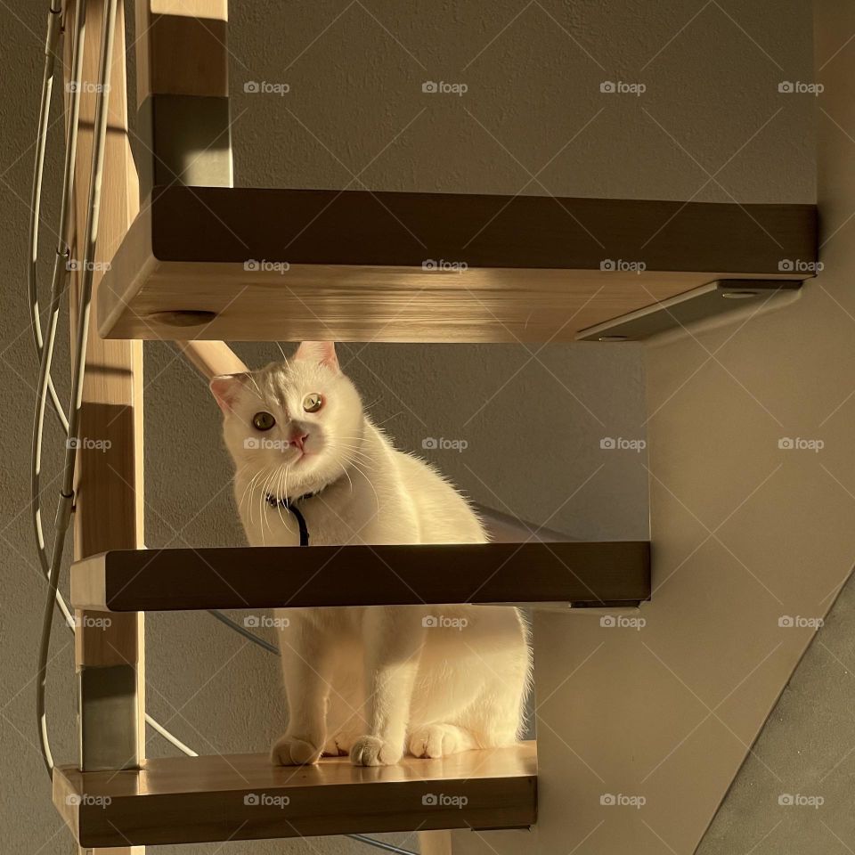 Cat on the stairs and a sunshine with shadows