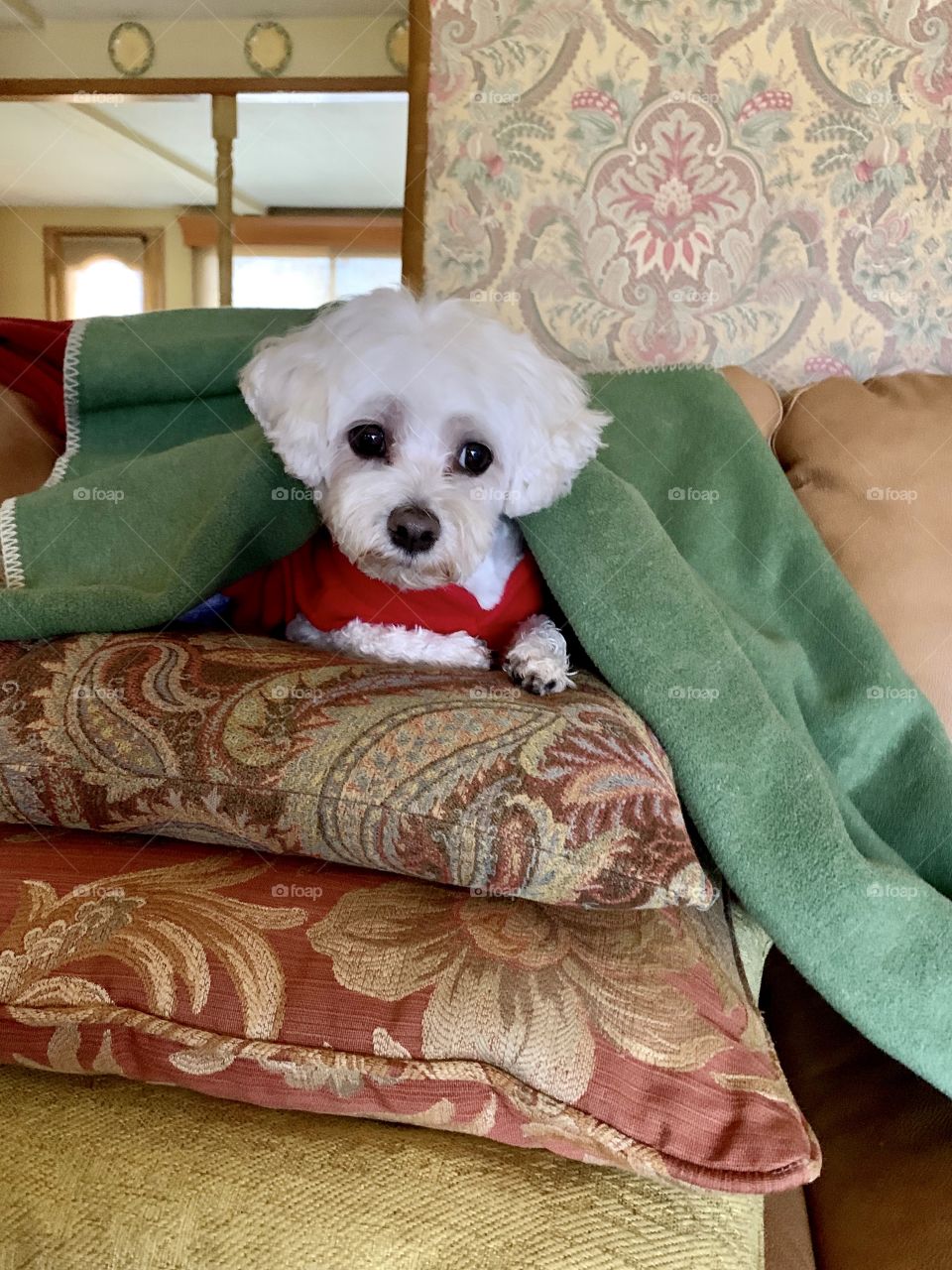 Adorable white Maltese dog under blankets, in sweater, on pillows  