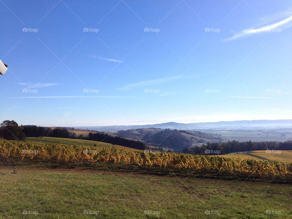 Vineyard hills